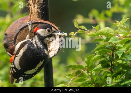 Männlicher Buntspecht, Dendrocopos major, füttert an einer Kokosnuss, schwingt, Hampshire, Großbritannien Stockfoto