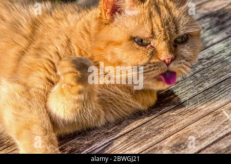 Mürrischer Ingwer-Wagen hält ihre Zunge aus, Hampshire, Großbritannien Stockfoto