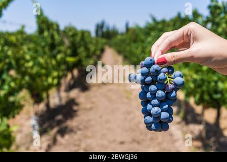 Eine junge Frau, die einen Haufen Rotweintrauben in einem Weinberg hält. Stockfoto