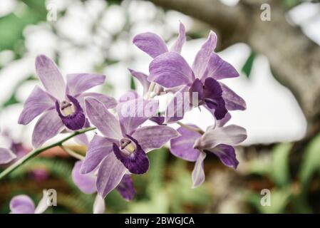 Orchideenblume im Garten am Winter oder Frühlingstag für Postkarte Nahaufnahme. Phalaenopsis Orchidee. Stockfoto