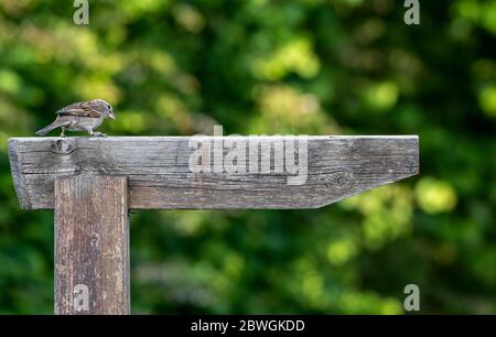 Ein Haussparrow Passeridae auf einem Holzschild Stockfoto