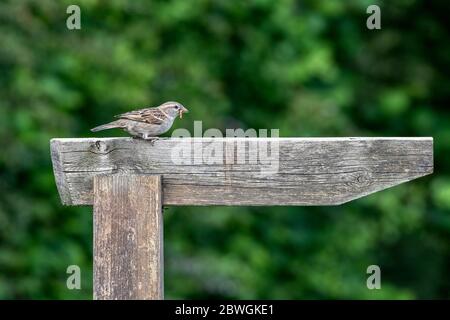 Ein Haussparrow Passeridae auf einem Holzschild Stockfoto