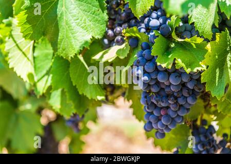 Rotwein Trauben auf einer Rebe in einem Weinberg in Mendoza an einem sonnigen Tag, Stockfoto