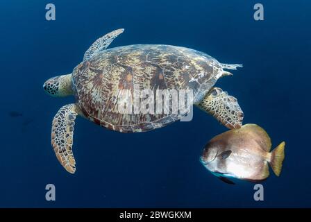 Grüne Meeresschildkröte, Chelonia mydas, bedrohte Arten, Schwimmen mit gefiederten Spadefish, Platax pinnatus, Turtle Patch Tauchplatz, Sipadan, Sabah, Malaien Stockfoto