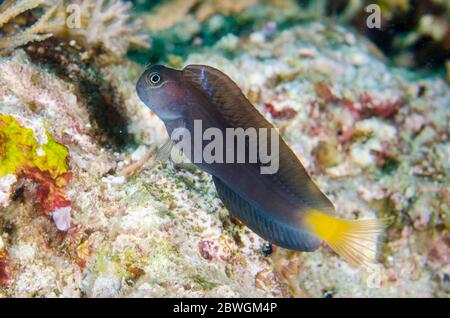 Gelbschwanzblenny, Ecsenius namiyei, mit verlängerter Flosse, Tauchplatz Batu Rufos, Penemu Island, Dampier Strait, Raja Ampat, Indonesien Stockfoto