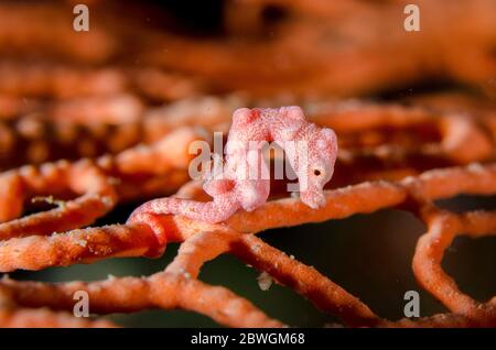 Denise's Pygmy Seahorse, Hippocampus denise, On Sea Fan, No Contest Tauchplatz, Balbulol Island, Misool Island, Raja Ampat, Indonesien Stockfoto