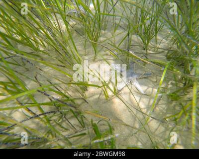 Unterwasserszene von Seestern auf Sand am Meeresgrund Stockfoto