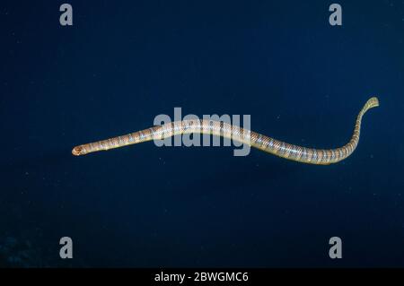 Chinesische Seeschlange, laticauda semifasciata, Snake Ridge Tauchplatz, Manuk Island, Indonesien, Banda Sea Stockfoto