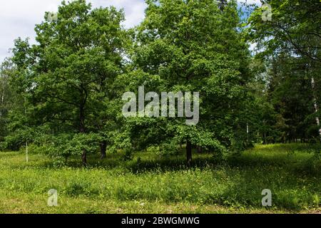 Auf einer blühenden Wiese im Park wachsen an einem sonnigen Sommertag zwei alte Eichen mit üppigen Kronen Stockfoto