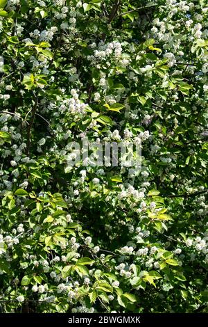 Blühende Vogel Kirsche Baum im Frühjahr bei sonnigem Wetter Nahaufnahme Stockfoto