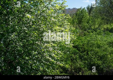 Blühende Vogel Kirsche Baum im Frühjahr bei sonnigem Wetter Nahaufnahme auf einem Hintergrund von grünen Feld und Bäumen im Hintergrund Stockfoto