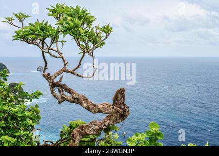 Affe auf dem Baum in der Nähe von Manta Bay oder Kelingking Beach auf der Insel Nusa Penida, Indonesien Stockfoto