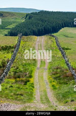 Die Straße, die römische Straße bei Whitton Edge in der Nähe der Jedburgh Scottish Borders, Großbritannien Stockfoto