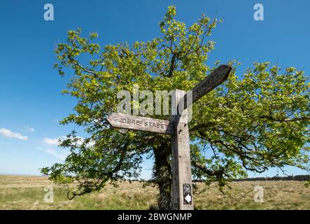 Die Straße, die römische Straße bei Whitton Edge in der Nähe der Jedburgh Scottish Borders, Großbritannien Stockfoto