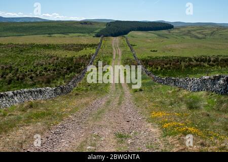 Dere Street, Roman Road in Whitton Edge bei Jedburgh, Scottish Borders, Großbritannien Stockfoto