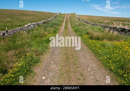 Die Straße, die römische Straße bei Whitton Edge in der Nähe der Jedburgh Scottish Borders, Großbritannien Stockfoto