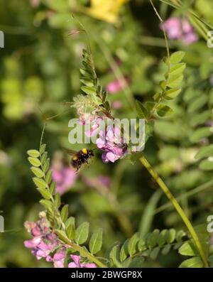 Hummel auf Vetch Stockfoto