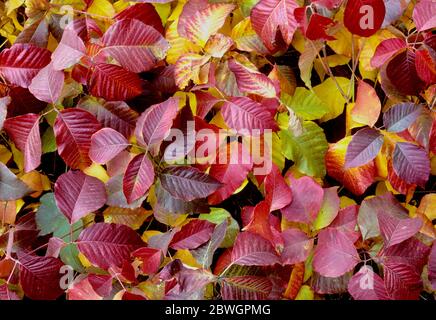 Poison Efeu (westlicher Poison Efeu (Toxicodendron rydbergii) färbt sich im Herbst im Hells Canyon, Idaho. Die Verbindung Urushiol im pflanzensaft ca. Stockfoto