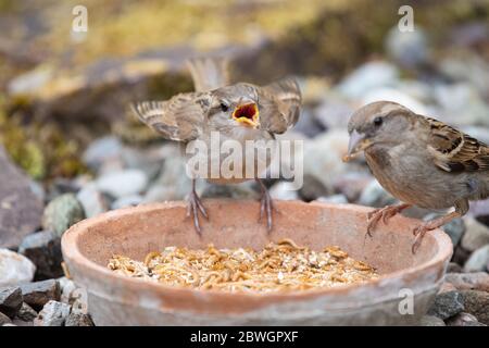 Baby Haus Spatz (Passer domesticus) auf einer Schüssel von Mehlwürmer Betteln um Nahrung von weiblichen - Schottland, Großbritannien Stockfoto