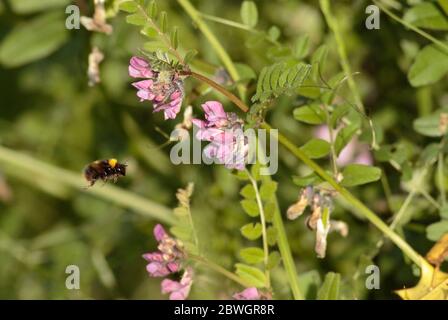 Hummel auf Vetch Stockfoto