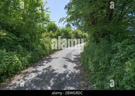 Sonnige Landstraße Cornish verschwindet in der Ferne. Metapher, was um die Ecke liegt, was vor uns liegt, Weg führt ins Unbekannte. Stockfoto