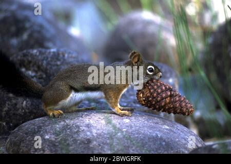 Rotes Eichhörnchen mit Ponderosa-Kiefernzapfen; mittlere Gabel des Salmon River in der Nähe von Loon Creek, Idaho Stockfoto