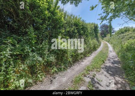 Sonnige Landstraße Cornish verschwindet in der Ferne. Metapher, was um die Ecke liegt, was vor uns liegt, Weg führt ins Unbekannte. Stockfoto