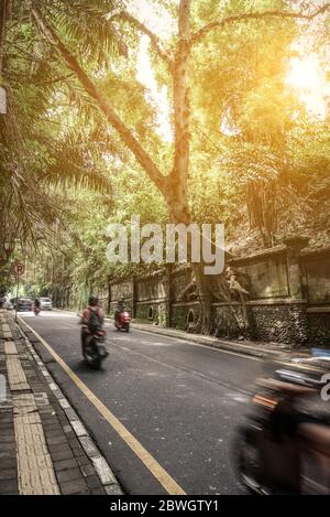 Kurvende Straße durch Ubud-Stadt, Bali, Indonesien mit einem Motorradfahrer und Fahrzeugen und Bäumen, die die Straße überhängen. Stockfoto