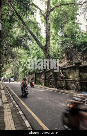 Ubud, Bali/Indonesien - 8. März 2019 : kurvende Straße durch Ubud Stadt, Bali, Indonesien mit einem Motorradfahrer und Fahrzeugen und Bäumen über dem Ro Stockfoto