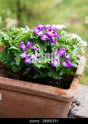 Hängenden Verbena Blumen in einem Terrakotta-Container gepflanzt. Stockfoto