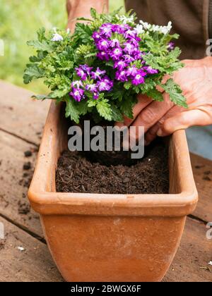 Gärtner Pflanzen hängenden Verbene Blumen in einem Terrakotta-Container. Stockfoto