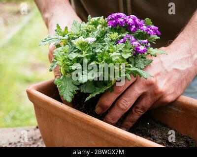 Gärtner Pflanzen hängenden Verbene Blumen in einem Terrakotta-Container. Stockfoto