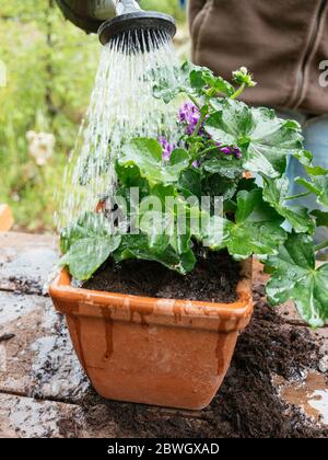 Gärtner Gießen ein Terrakotta-Behälter mit Kaskadierung Geranie und hängenden Verbene Blumen. Stockfoto