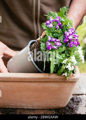 Gärtner Pflanzen hängenden Verbene Blumen in einem Terrakotta-Container. Stockfoto