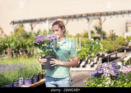 Mädchen hält Hortensia in einem Topf in einem Blumenladen Stockfoto