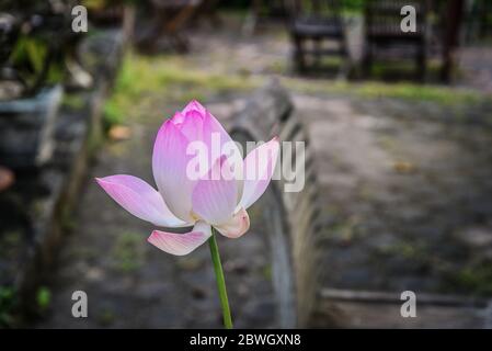 Rosa Lotusblüten oder Seerosenblumen blühen in Nahaufnahme Stockfoto