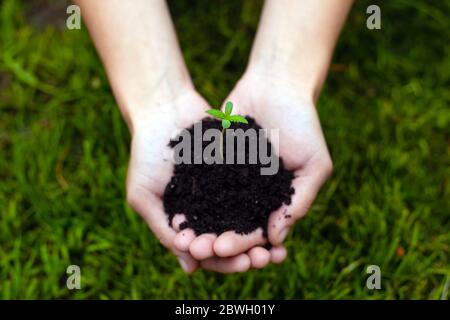 Mädchen hält einen jungen Sprossen Marihuana in ihren Händen Nahaufnahme, auf einem Hintergrund von grünem Gras. Canabis Heilpflanze in den Palmen. Stockfoto