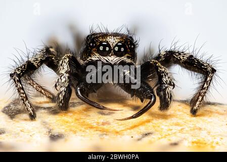 Fokus Stapelaufnahme des Männchens der sprinenden Spinne, Zebra Back Spider. Sein lateinischer Name ist Salticus scenicus. Stockfoto