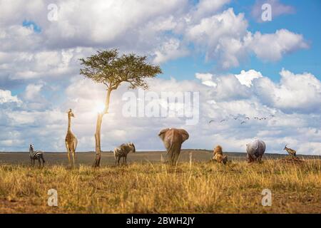 Gruppe von afrikanischen safai Wildtieren zusammen in einer Reihe mit Blick auf die Graslandfelder des Masai Mara National Reserve Stockfoto