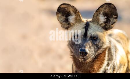 Nahaufnahme African wild bemalte Hund mit Platz für Text Stockfoto