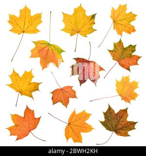 Reihe von schönen bunten Herbstlaub, isoliert auf weiss Stockfoto