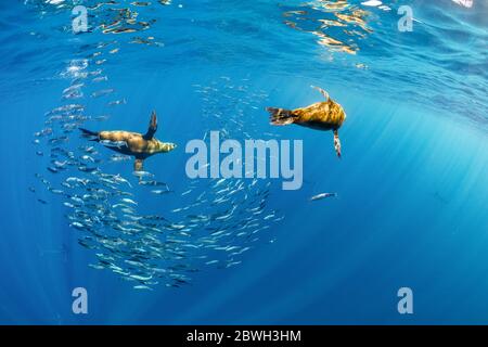 Kalifornischer Seelöwe, Zalophus californianus und gestreifter Marlin, Tetrapturus audax, Fütterung von pazifischem Sardinenköderball, Sardinops sagax ocellatus, M Stockfoto