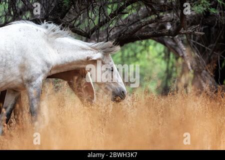 Nahaufnahme von zwei wunderschönen wilden Pferden, die auf hohem goldenem Gras auf einem Feld entlang des Salt River in Mesa, Arizona grasen Stockfoto