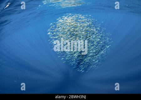 Gestreifter Marlin, Tetrapturus audax, Fütterung von pazifischem Sardinenköderball, Sardinops sagax ocellatus, Magdalena Bay, Baja California, Mexiko, Pazifik OC Stockfoto