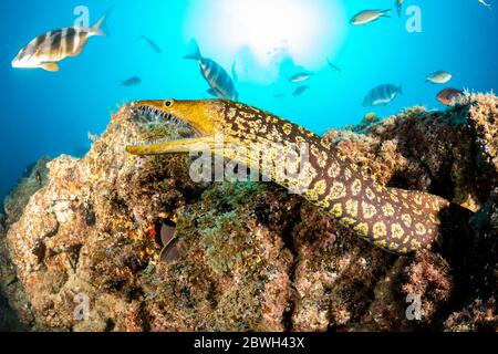 Fangtooth Muray, Tiger Muray, oder Vogelperlkonger, Enchelycore anatina, Süd-Teneriffa, Kanarische Inseln, Spanien, Atlantischer Ozean Stockfoto