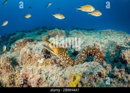 Fangtooth Muray, Tiger Muray, oder Vogelperlkonger, Enchelycore anatina, Süd-Teneriffa, Kanarische Inseln, Spanien, Atlantischer Ozean Stockfoto