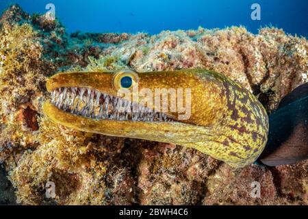 Fangtooth Muray, Tiger Muray, oder Vogelperlkonger, Enchelycore anatina, Süd-Teneriffa, Kanarische Inseln, Spanien, Atlantischer Ozean Stockfoto