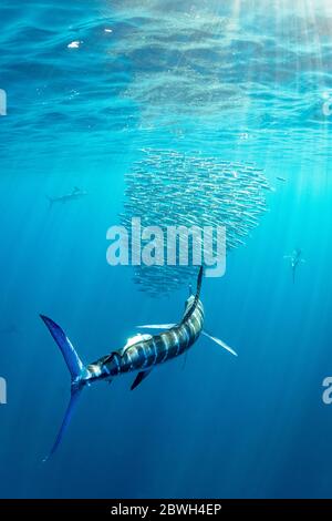 Gestreifter Marlin, Tetrapturus audax, Fütterung von pazifischem Sardinenköderball, Sardinops sagax ocellatus, Magdalena Bay, Baja California, Mexiko, Pazifik OC Stockfoto