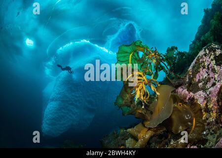 Zuckerkelp, Seegürtel oder Teufelsschürze, Saccharina latissima, vor einem Eisberg mit Taucher, Tasiilaq, Grönland, Nordatlantik Stockfoto