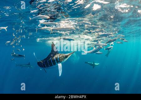 Kalifornischer Seelöwe, Zalophus californianus und gestreifter Marlin, Tetrapturus audax, Fütterung von pazifischem Sardinenköderball, Sardinops sagax ocellatus, M Stockfoto